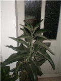 Kalanchoe daigremontiana